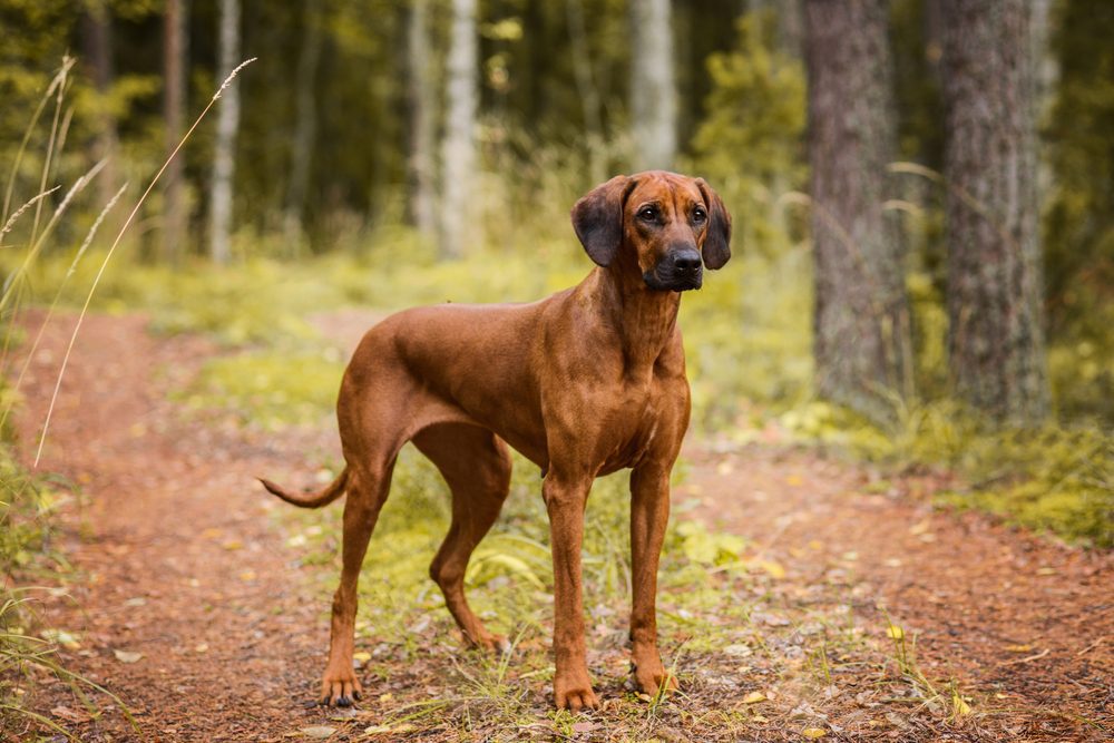 rhodesian ridgeback on trail