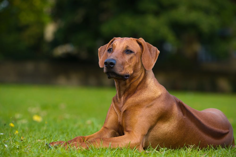 ridgeback laying in the grass