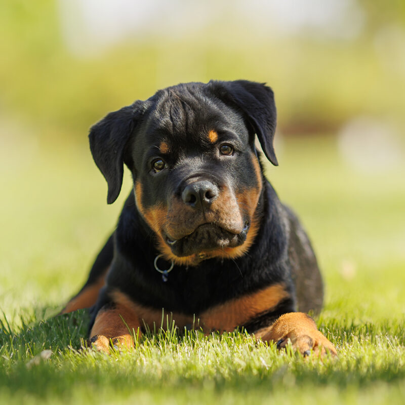 Rottweiler Florida 1