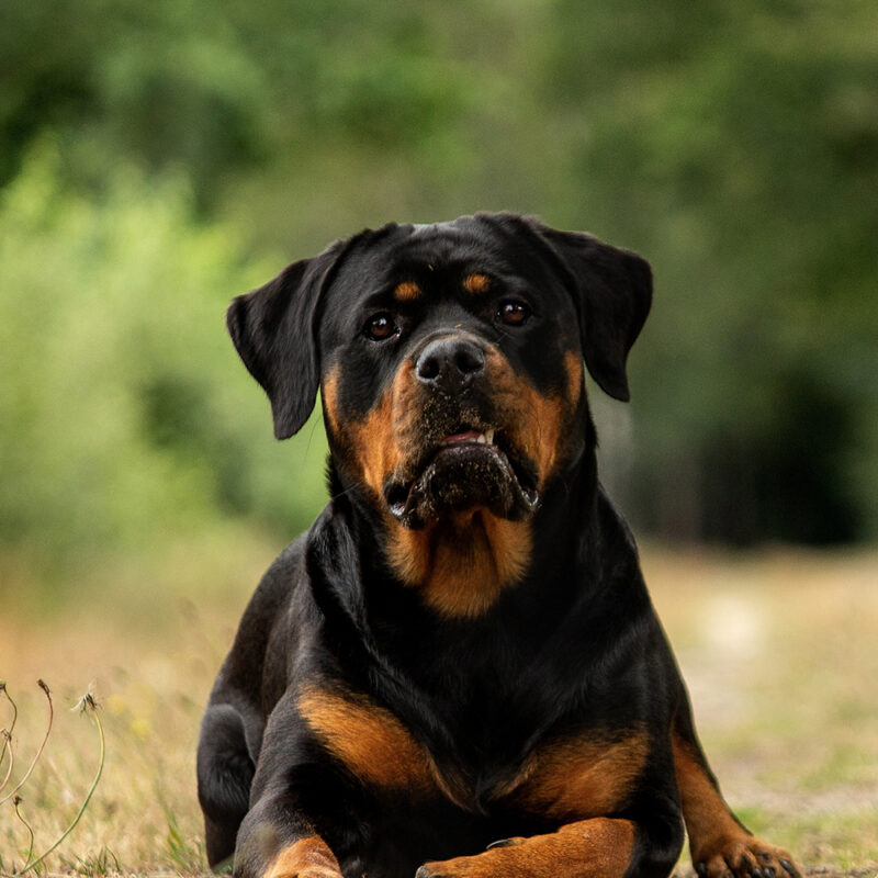 Rottweiler Florida 2