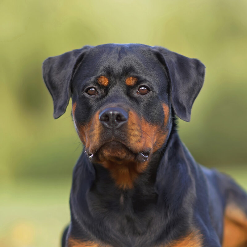 Rottweiler Florida 3