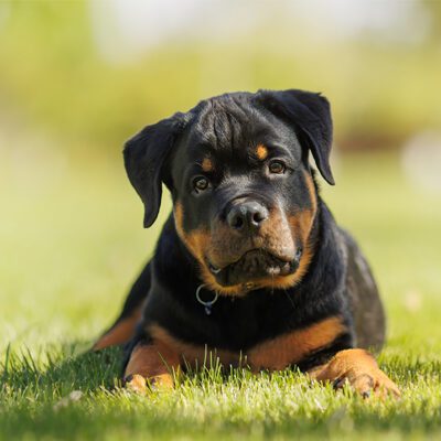 Rottweiler