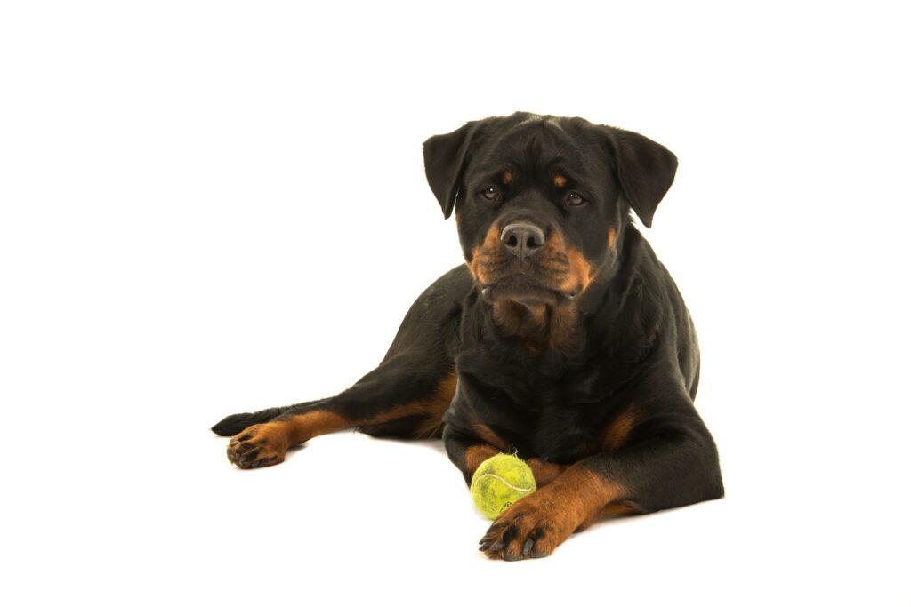 How to Adopt a Rottweiler in Nevada
