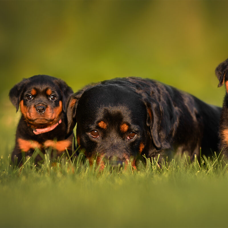 rottweiler dog mother posing with two of her puppies outdoors in summer