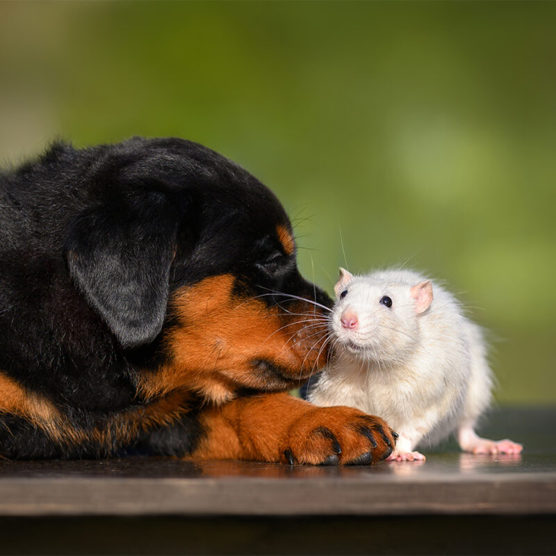rottweiler puppy sniffing a white pet rat, rat and puppy posing together outdoors in summer