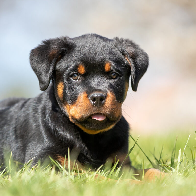 Rottweiler puppy having fun in a park