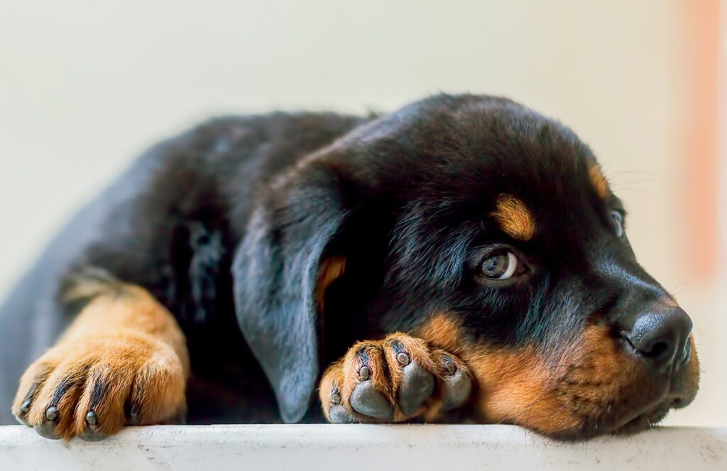 How to Adopt a Rottweiler in Florida