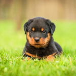 Rottweiler Puppies for Sale
