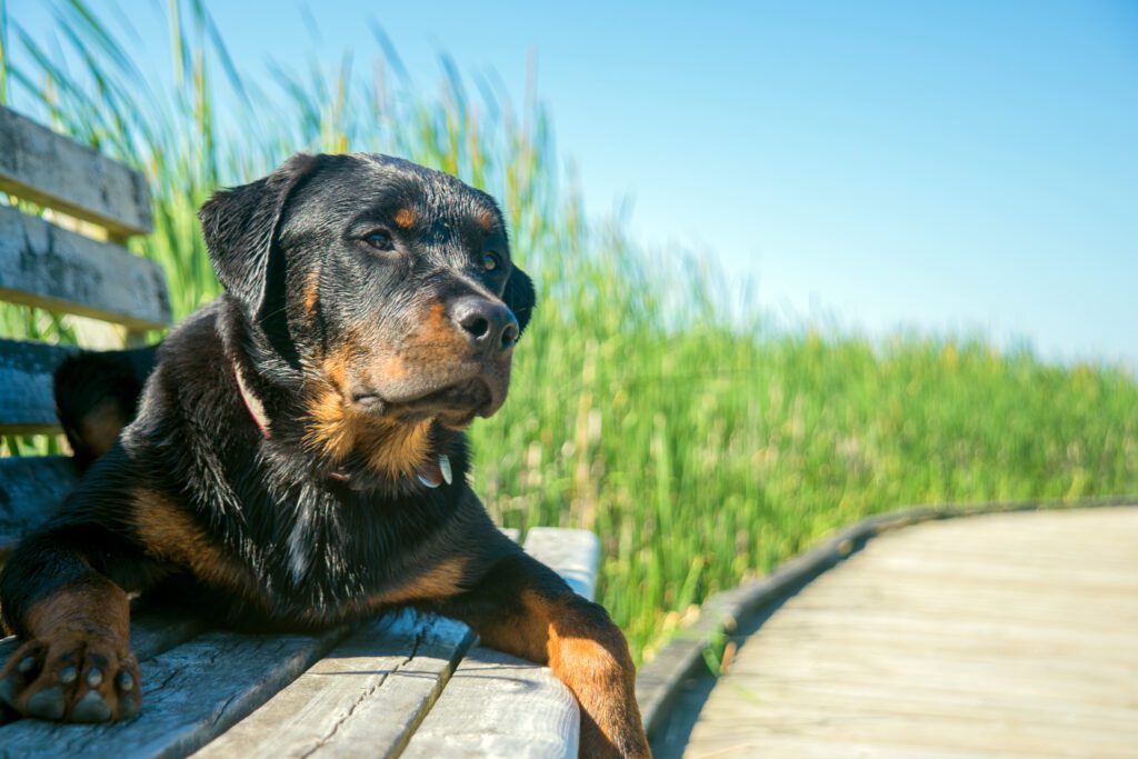 How to Adopt a Rottweiler in New Hampshire