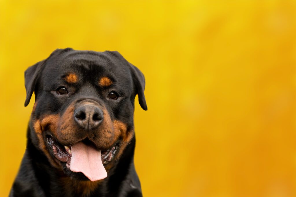 How to Adopt a Rottweiler in Wyoming