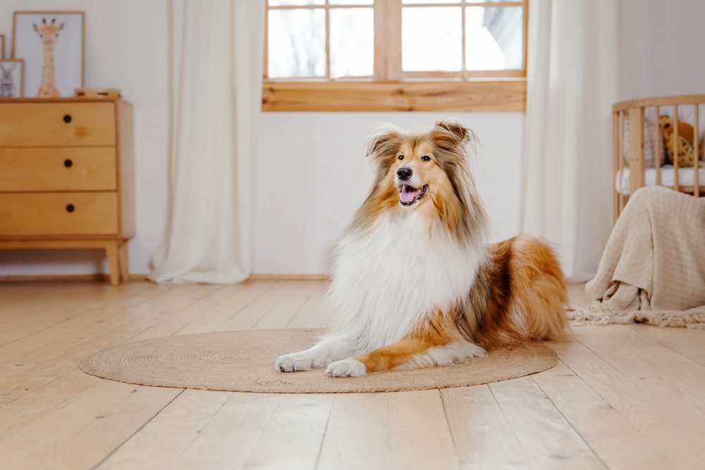rough collie dog home inside