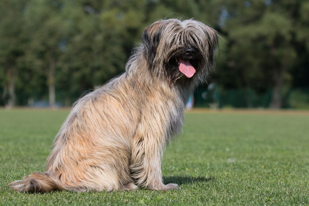 shaggy pyrenean shepherd on grass