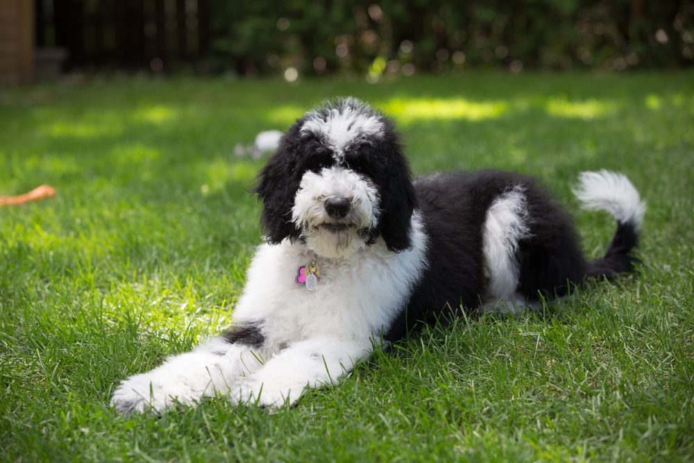 sheepadoodle in a garden