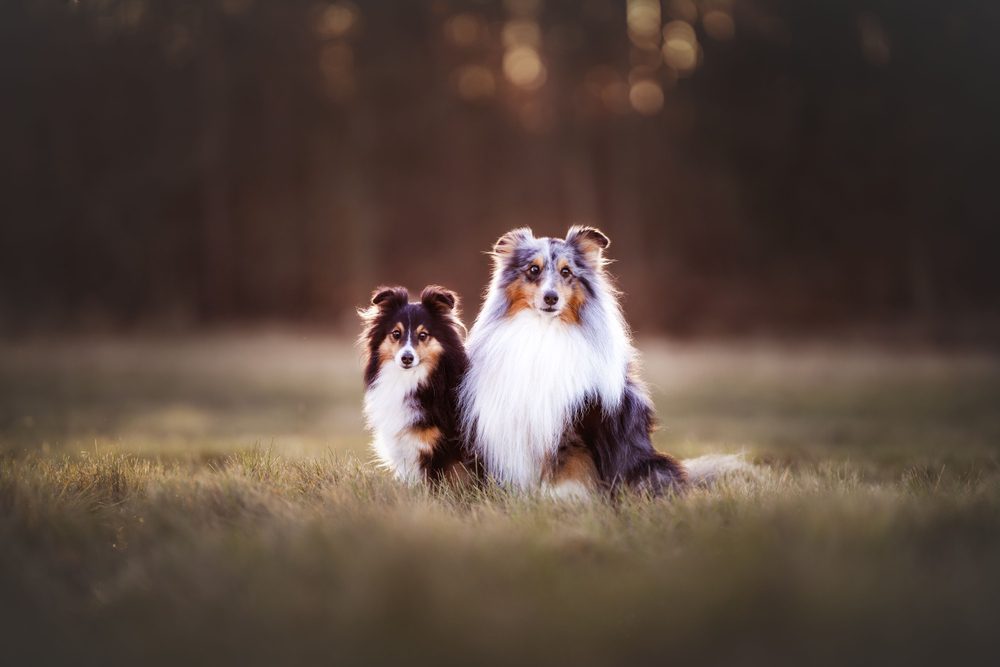 shelties on grassy field