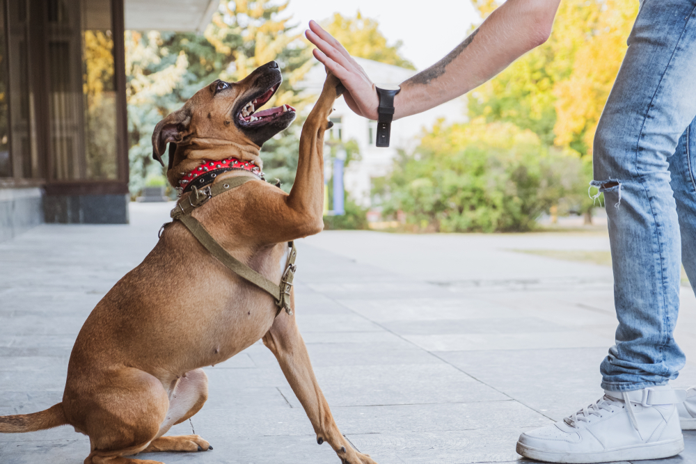 Building Confidence in Dogs