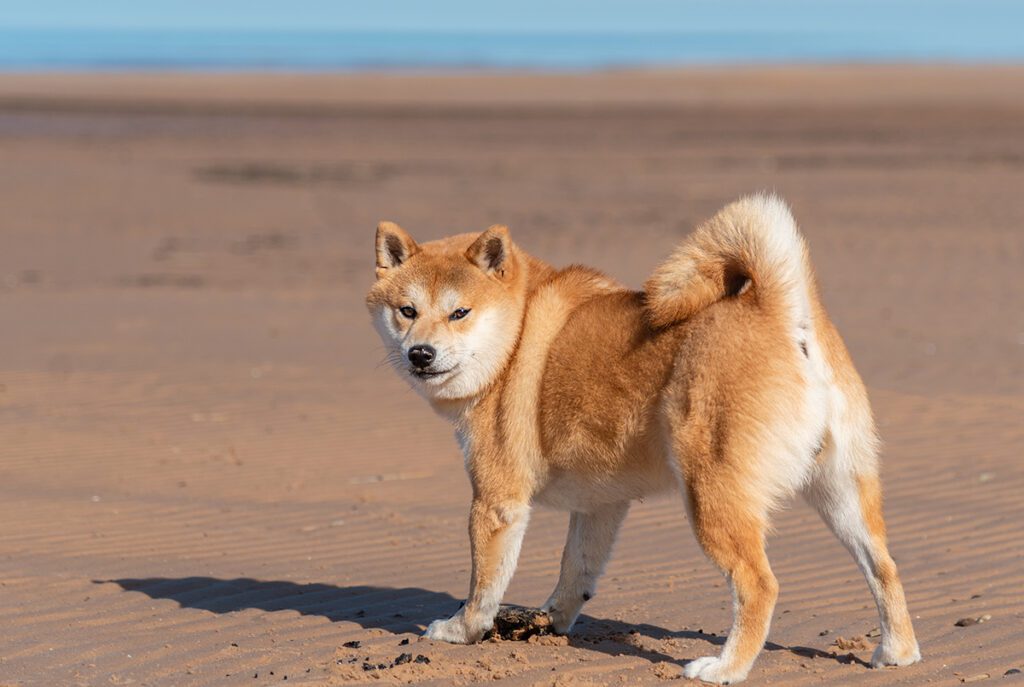 How to Adopt a Shiba Inu in Florida