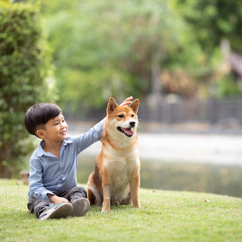 Shiba Inu Florida 2