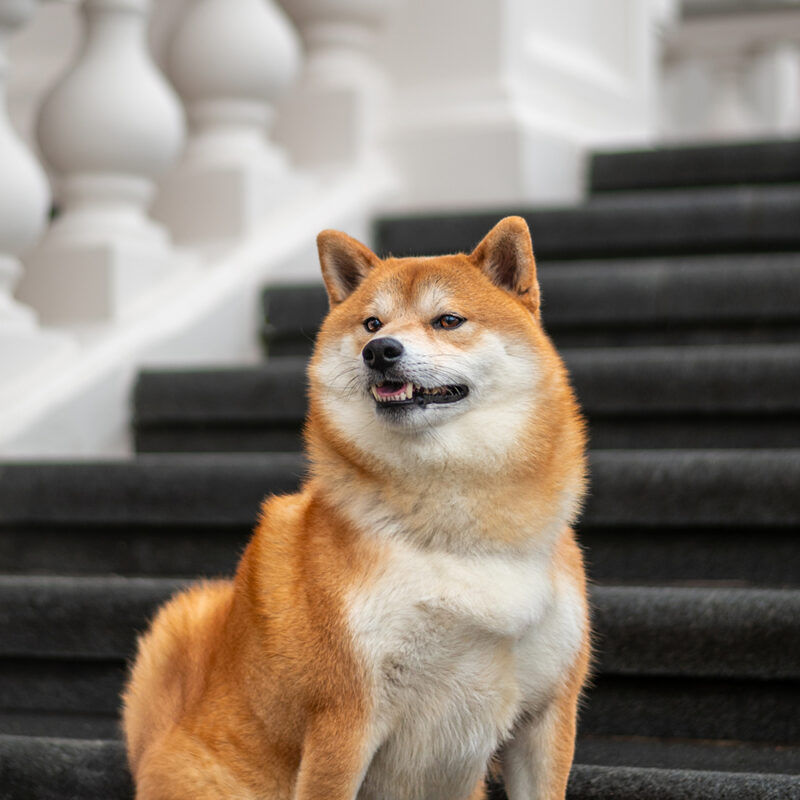 Shiba Inu Florida 3