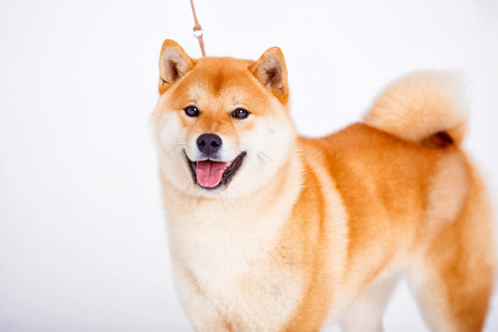 How to Adopt a Shiba Inu in New York