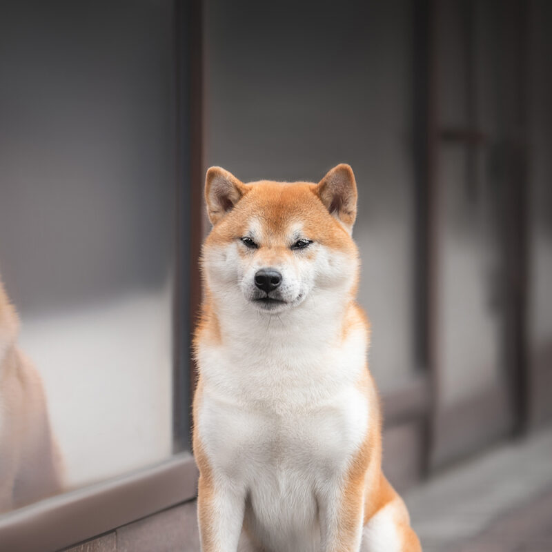 Shiba Inu Main 1