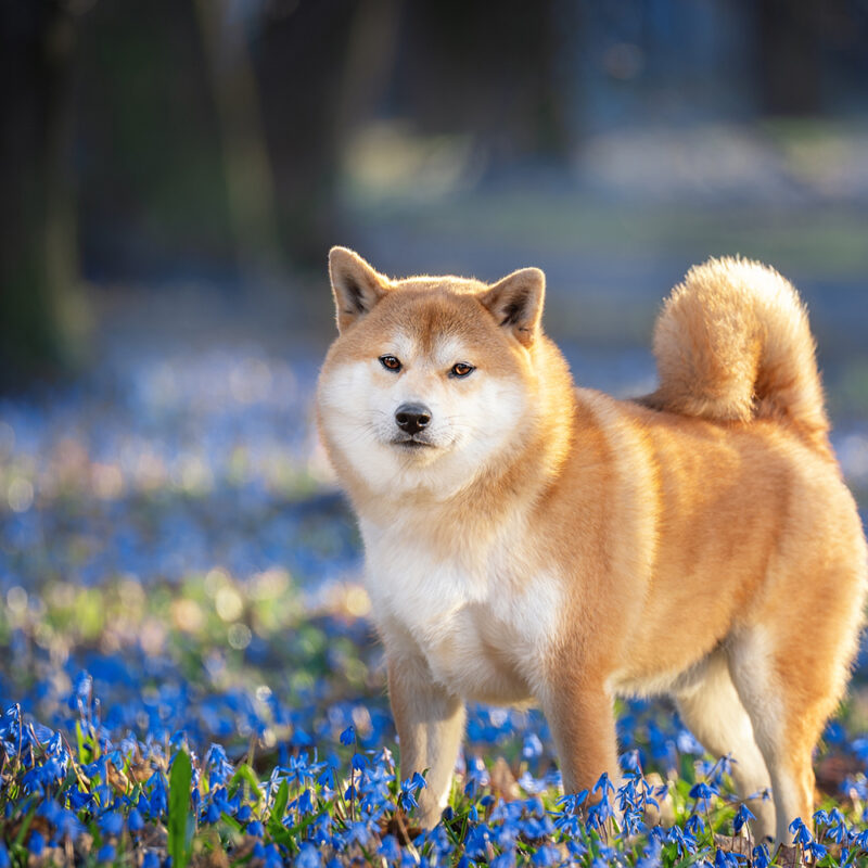 Shiba Inu Main 3