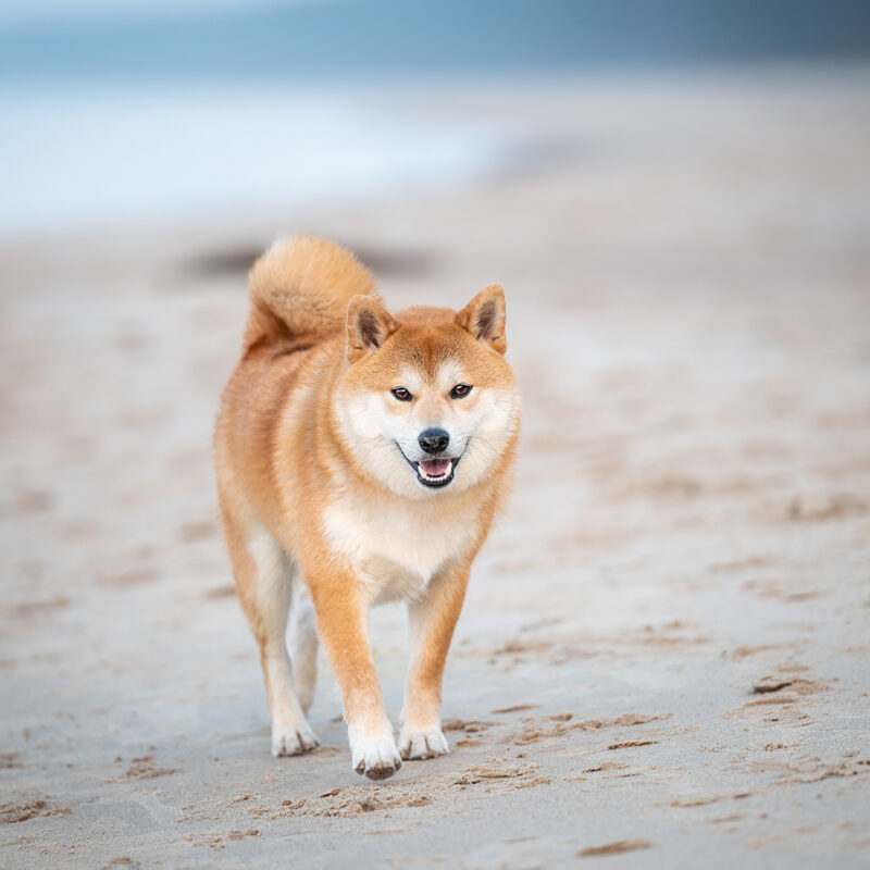 Shiba Inu Main 5