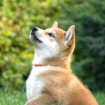 Shiba Inu Puppies for Sale