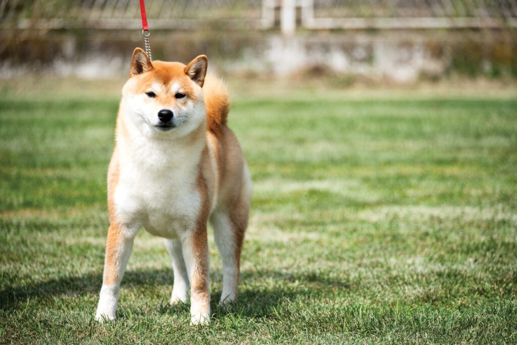How to Adopt a Shiba Inu in Oklahoma