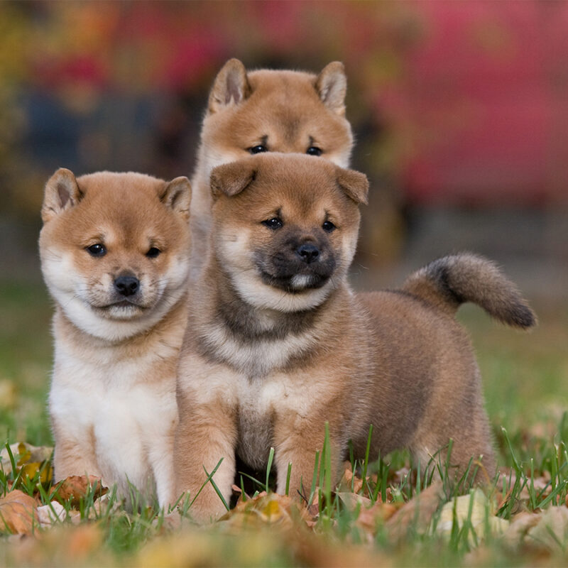 Three nice puppies - shiba-inu