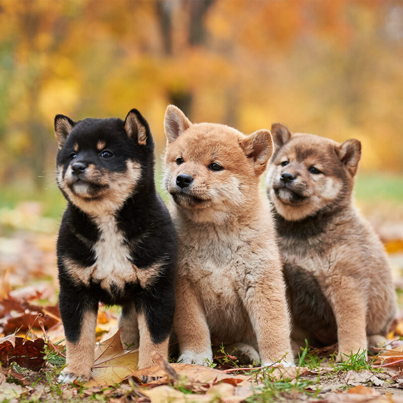 Three cute shiba inu puppies are sitting with autumn foliage