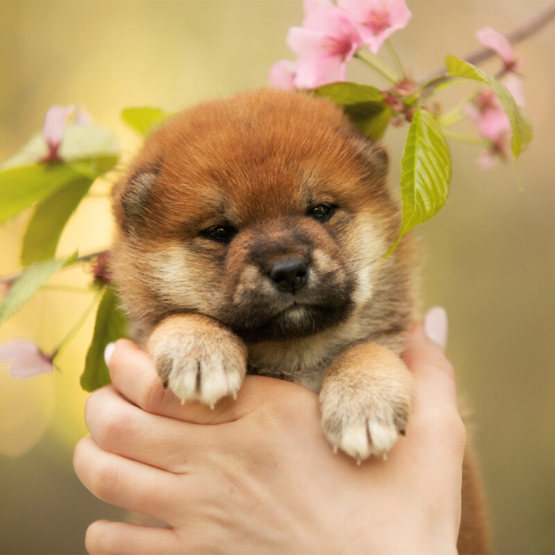 Portrait of cute little shiba inu puppy in the hands of the owner on cherry blossom's background in the morning. Sakura flowers. Hanami