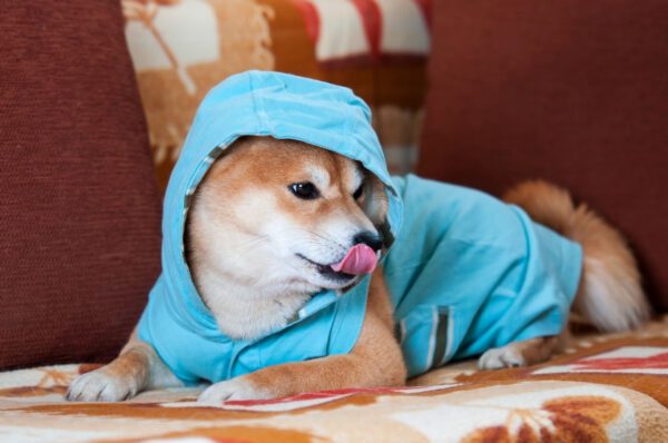 Shiba Inu With Blue Jacket On Bed