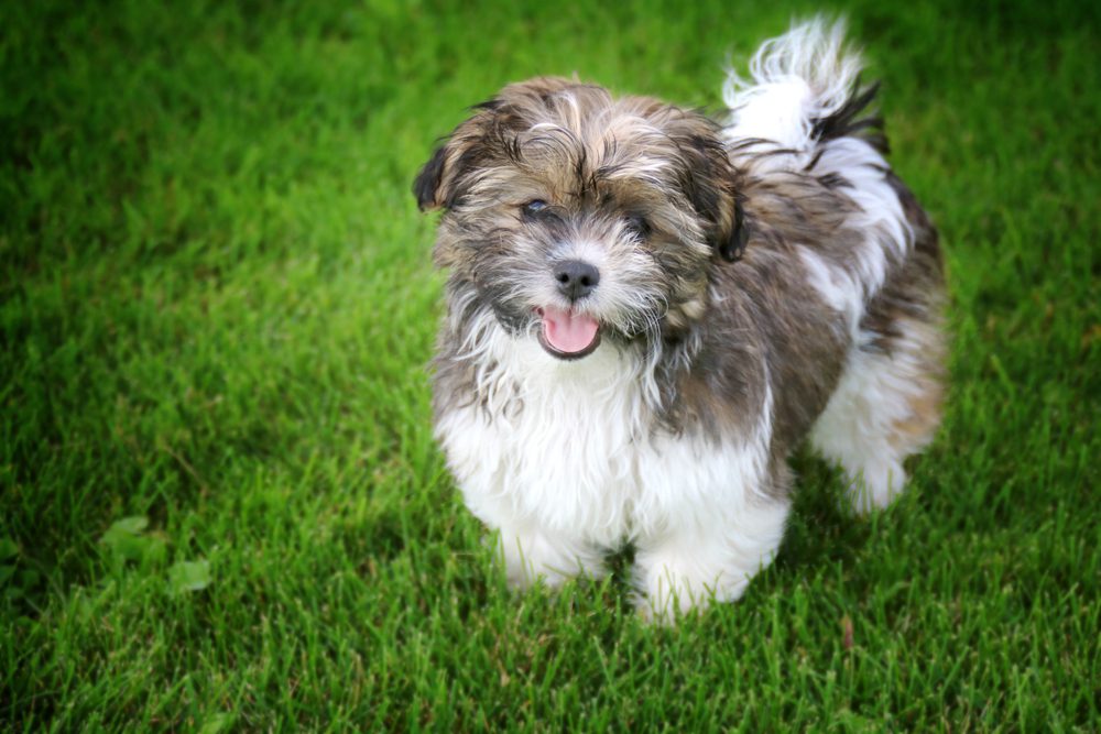 shih tzu bichon among grass