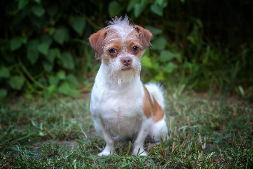 shih tzu chihuahua mix sitting outside