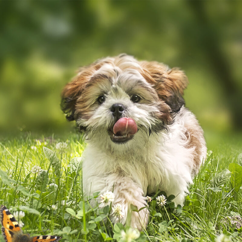 Cheerful shih-tzu puppy running across the meadow. With soft painting effect.