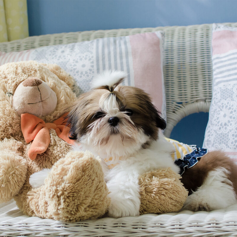 The cute puppy shih-tzu while sitting with doll