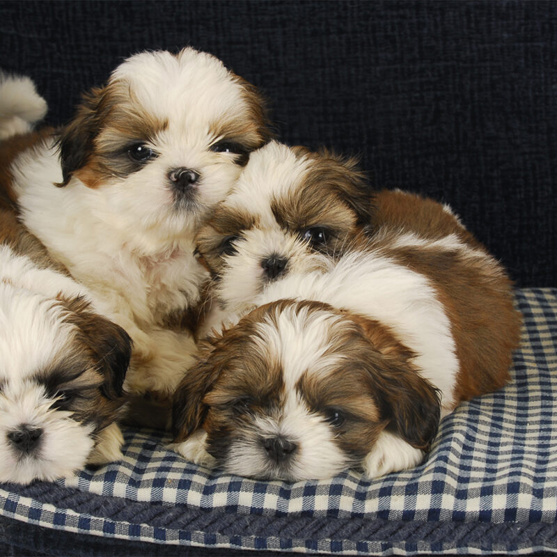 litter of puppies - four shih tzu puppies laying on dog bed