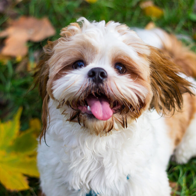 Cute Shitzu puppy in the park