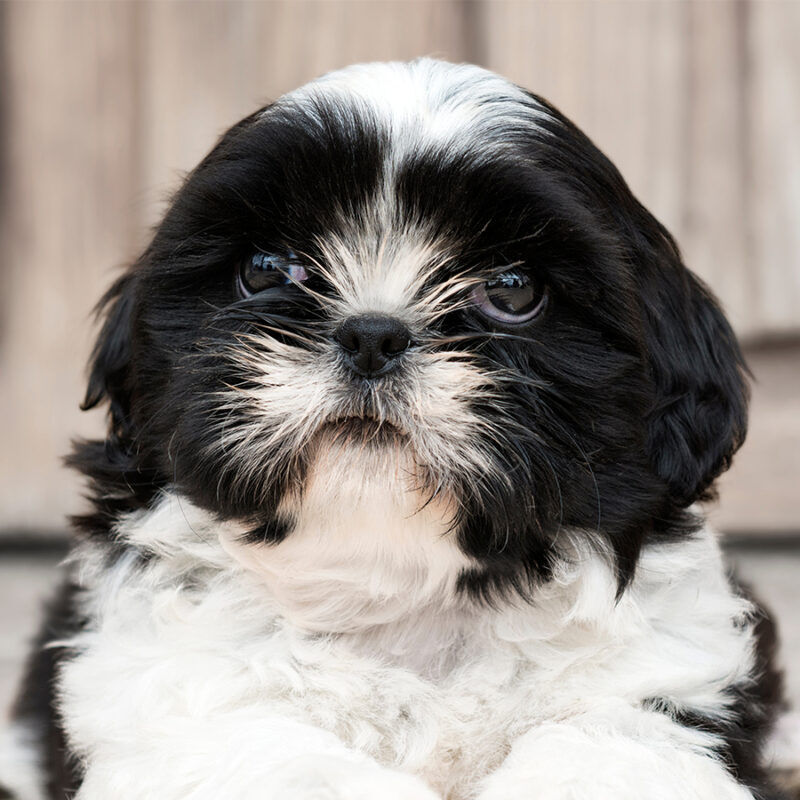 Little Shih Tzu dog sitting on the floor