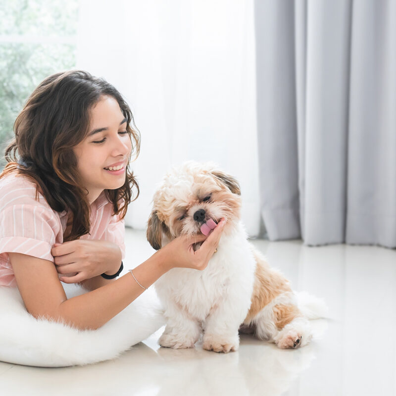 Caucasian teenage girl playing with shih tzu puppy dog at home with love. Young beautiful woman lying on floor, feeding food to little fluffy dog pet while using laptop. Small dog licking owner hand