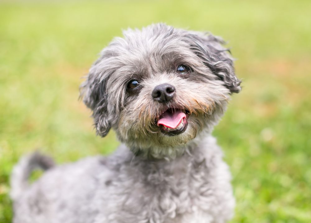 shih tzu poodle mix happy outside