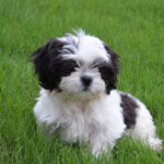 Shih Tzu Puppies for Sale