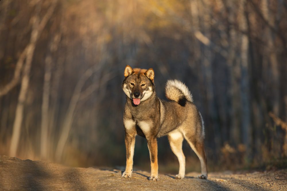 shikoku dog standing outside in sun