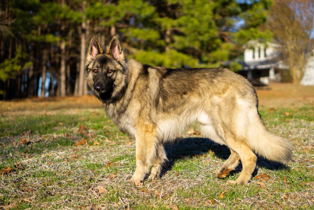 shiloh shepherd standing tall