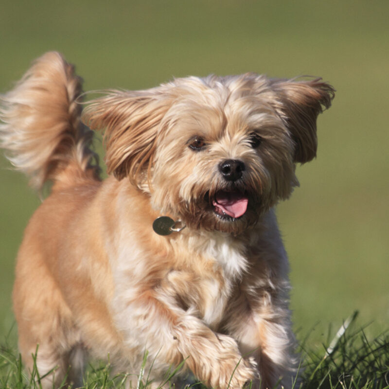 Shorkie, Shih Tzu x Yorkie running on grass