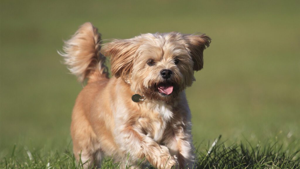 How to Adopt a Shorkie