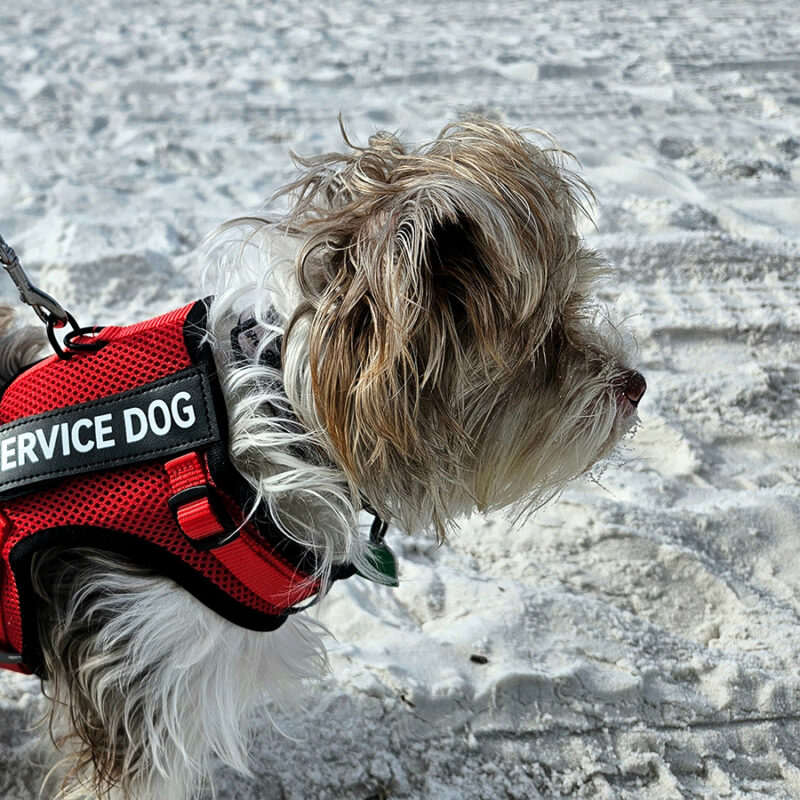 Cute shorkie dog on leash at Florida beach as a service dog on sand with ocean in background.