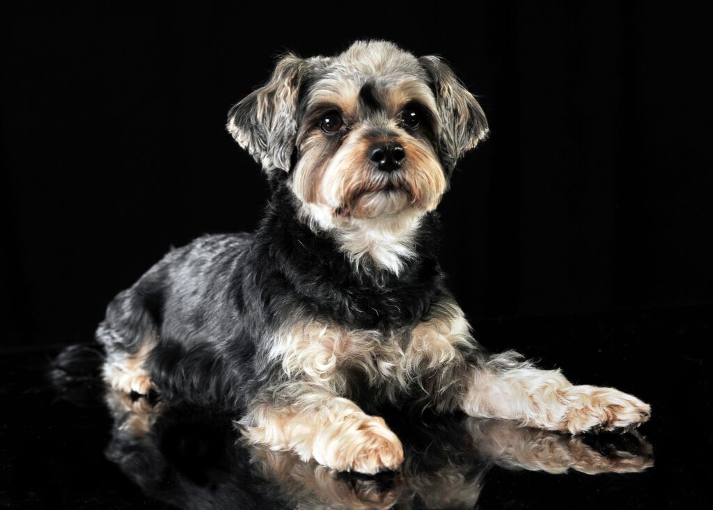 How to Adopt a Shorkie in Missouri