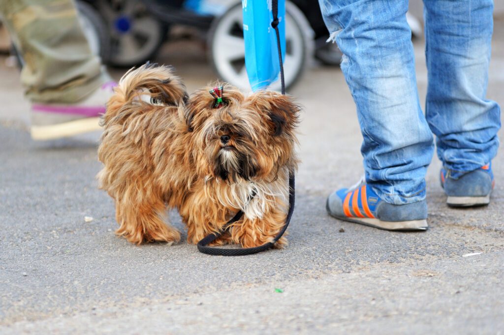 Shorkie Out On A Walk
