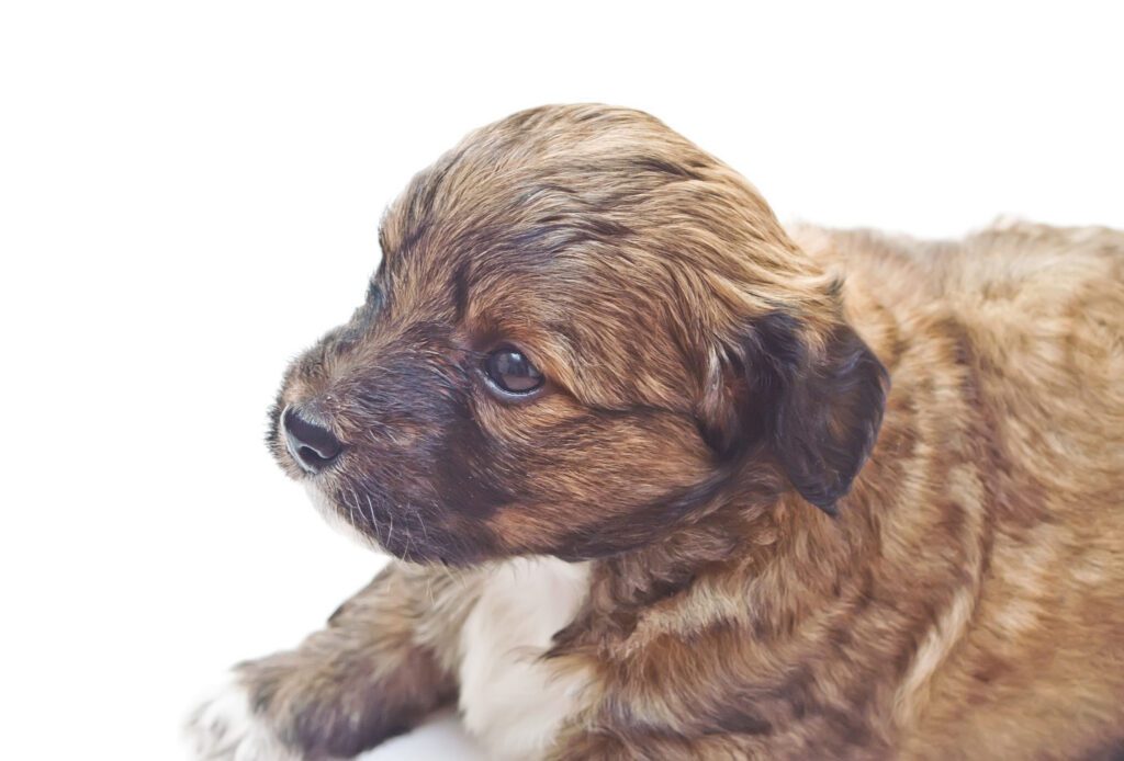 Shorkie Puppy Laying Down